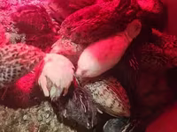 Quails — الصورة 7
