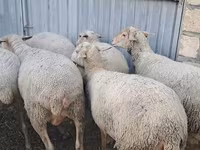 Sheep, Sheep — photo 1