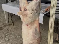 Qoç, Merino sheep — foto 2