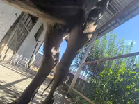 Vaca, Swiss cattle — foto 2