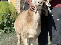 Baran, Arashan sheep — zdjęcie 3