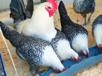Chickens — 照片 4