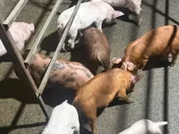 Sow, Pigs — photo 2
