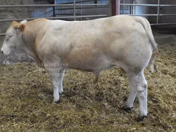 Buğa, Blonde d’Aquitane cattle