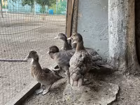 Ducks — Foto 2