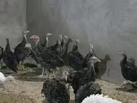 Geniş Sinəli Ağ — foto 2