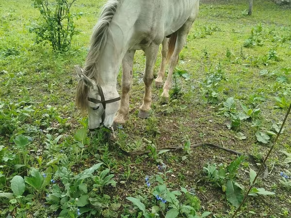 Horse (M), Horses