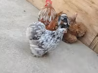 Chickens — photo 1