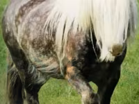 At, Gypsy horse — foto 2