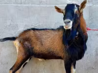 Cabra, Alpine goat — foto 4