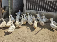 Ducks — foto 2