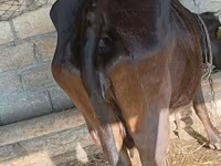 गाय, लाल-धब्बेदार नस्ल — फ़ोटो 3