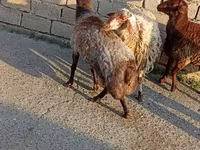 Sheep (batch, sex not specified), Sheep — photo 3
