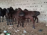 Ram, Hissar sheep — photo 3