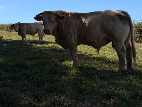 Бик, Simmental cattle