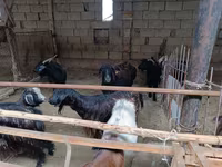 Cabra, Cabras — foto 3