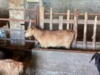 Goat, Goats — photo 1
