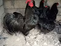 Chickens — photo 2