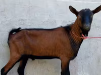 Billy Goat, Alpine goat — photo 4