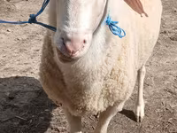 Carnero, Assaf sheep — foto 1