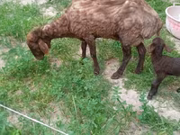 Qoyun, Qoyunlar — foto 2