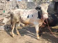 Toro, Ganado vacuno — foto 1