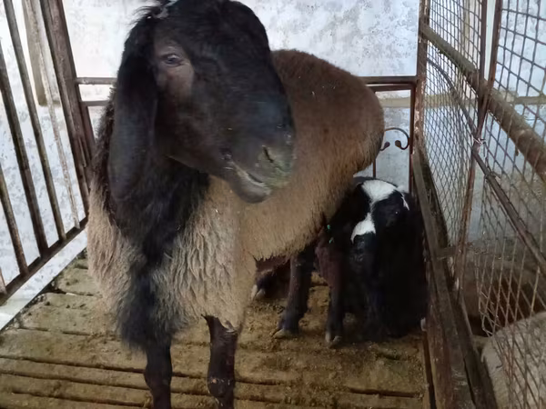 Carneiro, Blackheaded Persian sheep