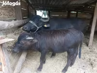 Krowa, Bawół — zdjęcie 4