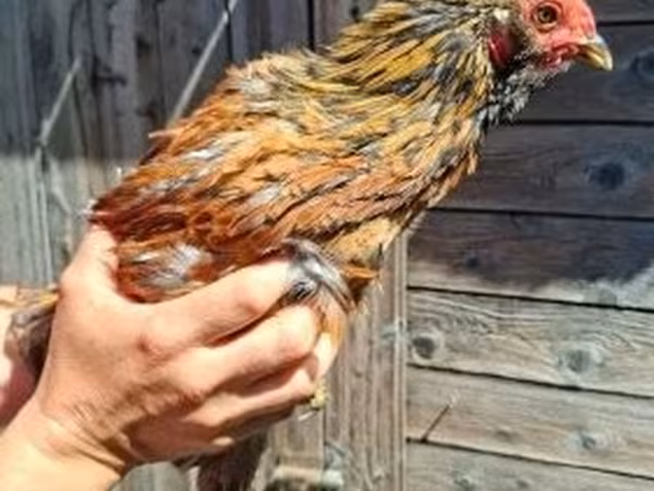 Chickens
