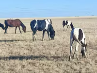 Kobyła, Horse breed — zdjęcie 3
