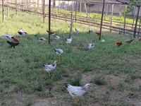 Chickens — photo 4