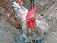 Chickens — Foto 2