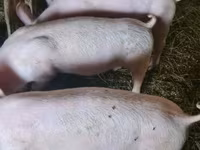 母猪, Крупная белая — 照片 2