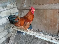 Chickens — photo 1