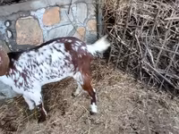 Koza, Beetal goats — foto 4
