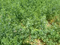 Hal hazirda Yonca (Medicago sativa) becerilib 3 hektar torpaq sahəsi — photo 3