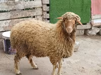 كبش, الأغنام — الصورة 8
