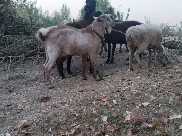 Goats (batch, sex not specified), Goats