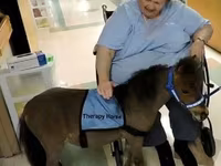 Caballo, Miniature horse — foto 4