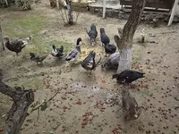 Ducks — zdjęcie 5