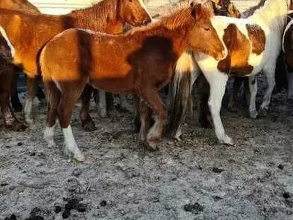 Koně (série, pohlaví neuvedeno), Koně