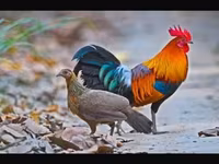Chickens — الصورة 1