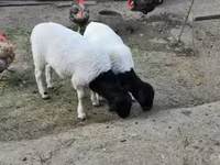 मेढ़ा, Dorper sheep — फ़ोटो 2