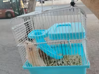 Hamster sağlam balalardır Qəfəs ilə bir yerdə satılır çatdırılma var — الصورة 2