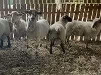 Ovelha, Merinoland sheep — foto 3