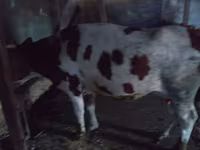 Cow, Simmental cattle — photo 2