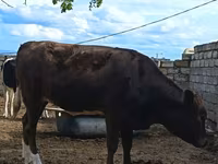 母牛, Simmental cattle — 照片 2