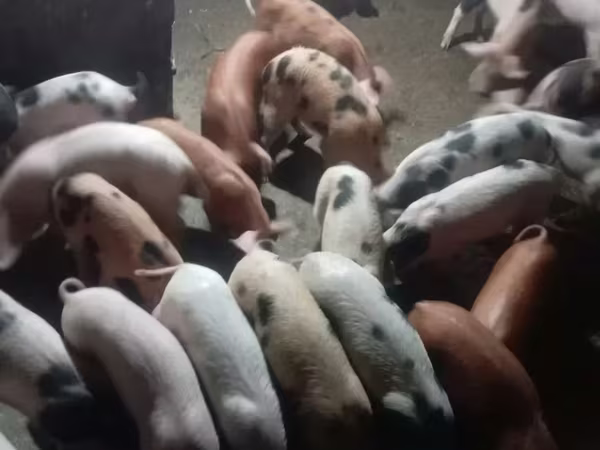 Хряк, Свиньи