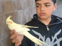 Hazir cut korella qefes qarisiq yuvasi altinda yumurtasi — الصورة 1