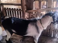 Kozel, Alpine goat — foto 1